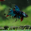 Black Base Galaxy Koi Halfmoon (Avatar) - 14 weeks old