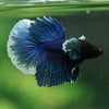 Dumbo Halfmoon - 12 weeks old
