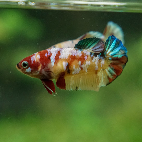 Multicolor/ Galaxy Koi Plakat - Female- 13 Weeks Old