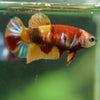 Multicolor/ Galaxy Koi Plakat- Female- 13 Weeks Old