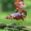 Multicolor/ Galaxy Koi Halfmoon - Female- 13 Weeks Old