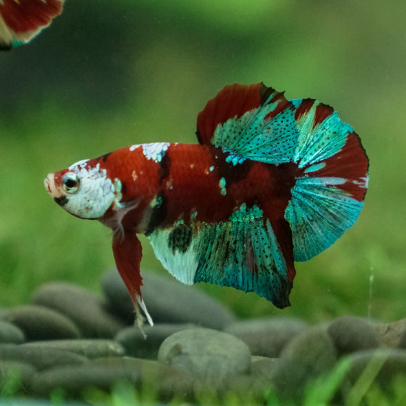 Multicolor/Galaxy Koi Plakat -11 weeks Old