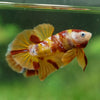 Multicolor/Galaxy Koi Plakat -13 weeks Old