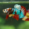 Multicolor/Galaxy Koi Plakat -16 weeks Old