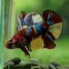 Multicolor/Galaxy Koi Plakat -16 weeks Old
