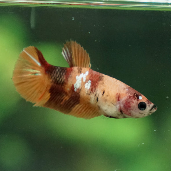 Multicolor/ Galaxy Koi Plakat- Female- 13 Weeks Old