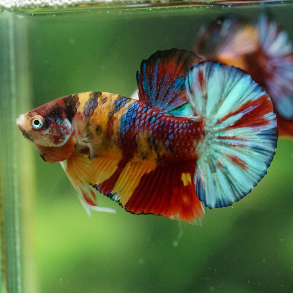 Metallic koi female - Customer’s request