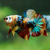 Multicolor/Galaxy Koi Plakat -16 weeks Old