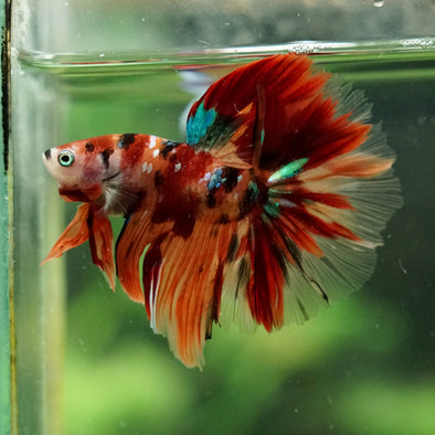 Galaxy/Candy Koi Halfmoon - 14 weeks old