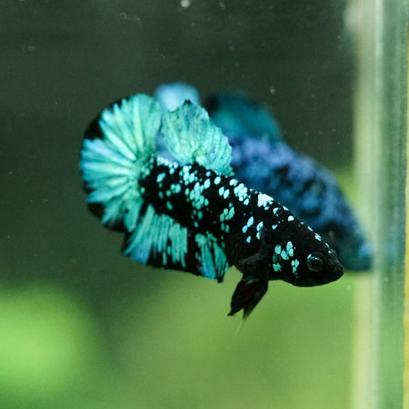 Black Koi Galaxy Plakat (Avatar) -10 weeks Old