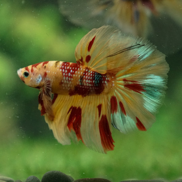 Galaxy/Candy Koi Halfmoon - 13 weeks old