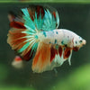Galaxy/Candy Koi Halfmoon - 11 weeks old