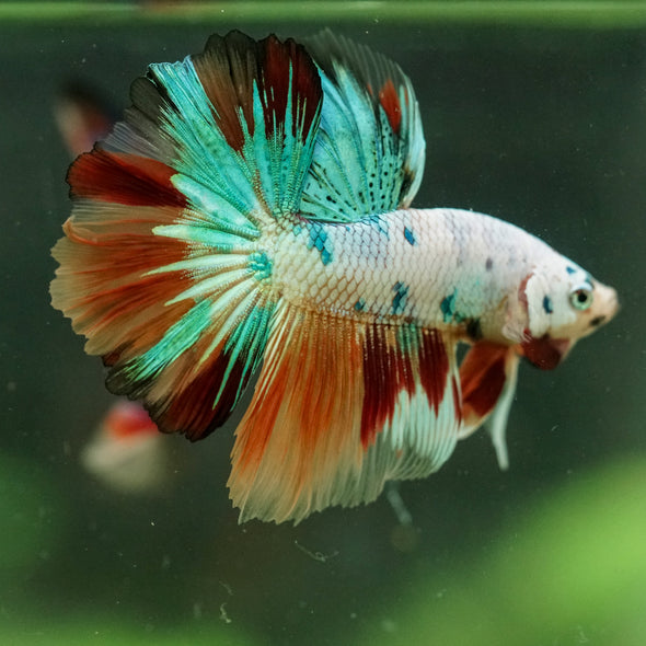 Galaxy/Candy Koi Halfmoon - 11 weeks old