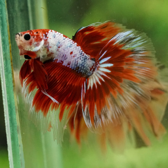 Galaxy/Candy Koi Halfmoon - 14 weeks old