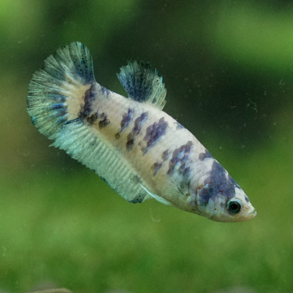 Blue/Green Dalmatian Plakat- Female