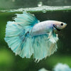 Dumbo Halfmoon - 12 weeks old