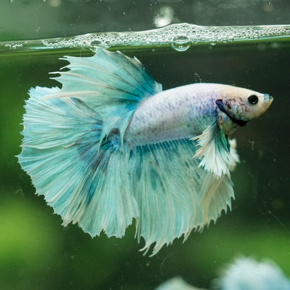 Dumbo Halfmoon - 12 weeks old