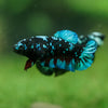 Black Galaxy Koi Plakat (Avatar) - Female- 13 Weeks Old