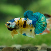 Multicolor/Galaxy Koi Plakat -13 weeks Old