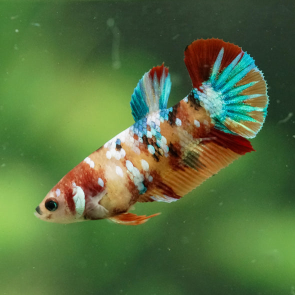 Multicolor/ Galaxy Koi Plakat- Female- 13 Weeks Old