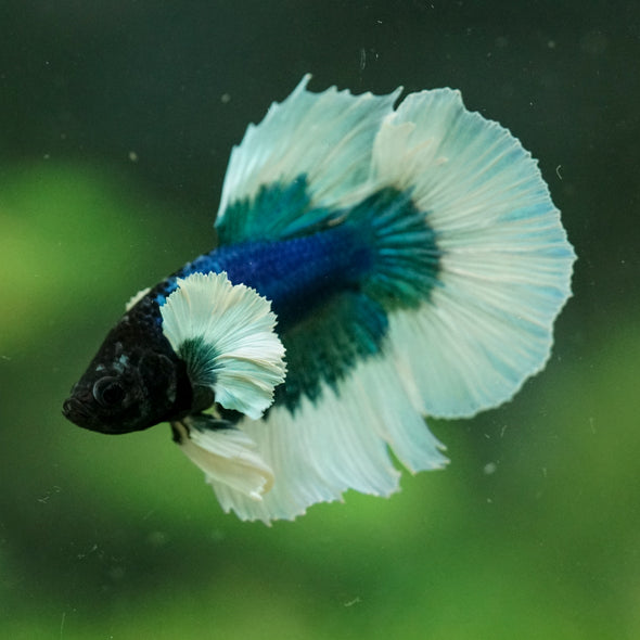 Dumbo Halfmoon - 12 weeks old