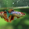 Multicolor/ Galaxy Koi Halfmoon | Female| 15 Weeks Old | Breeder Grade