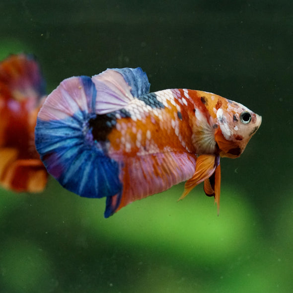 Multicolor/Galaxy Koi Plakat -16 weeks Old