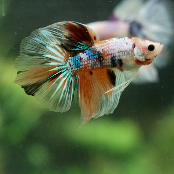 Galaxy/Candy Koi Halfmoon - 14 weeks old