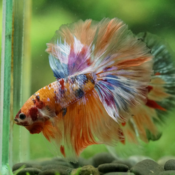 Galaxy/Candy Koi Halfmoon - 14 weeks old