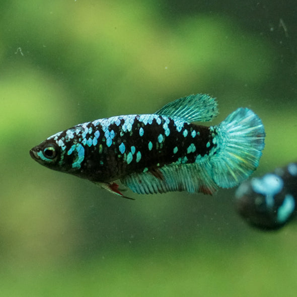 Multicolor/ Galaxy Koi Plakat - Female- 13 Weeks Old