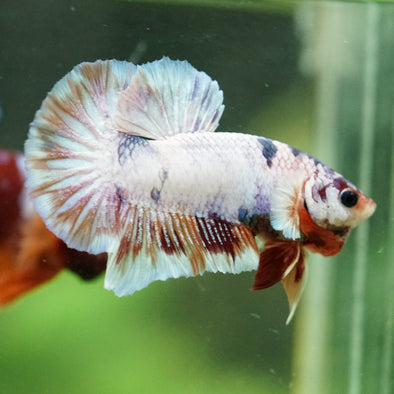 Multicolor/Galaxy Koi Plakat -16 weeks Old