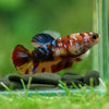 Multicolor/ Galaxy Koi Plakat- Female- 13 Weeks Old