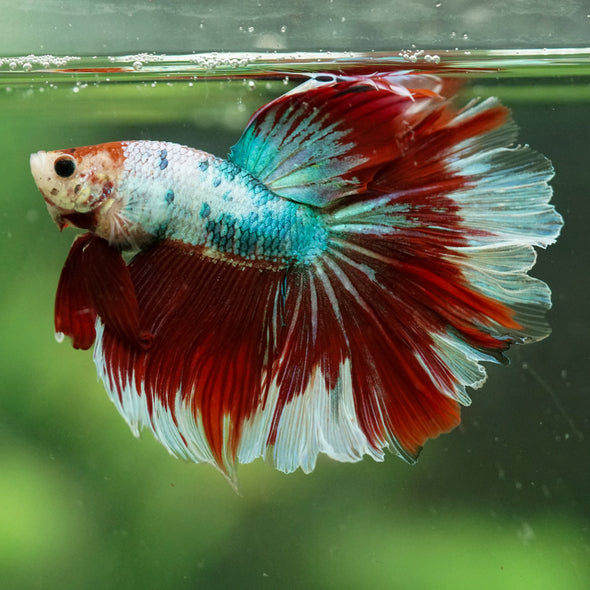 Galaxy/Candy Koi Halfmoon - 14 weeks old