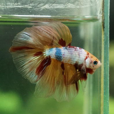 Galaxy/Candy Koi Halfmoon - 13 weeks old