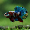 Multicolor/Galaxy Koi Plakat -16 weeks Old