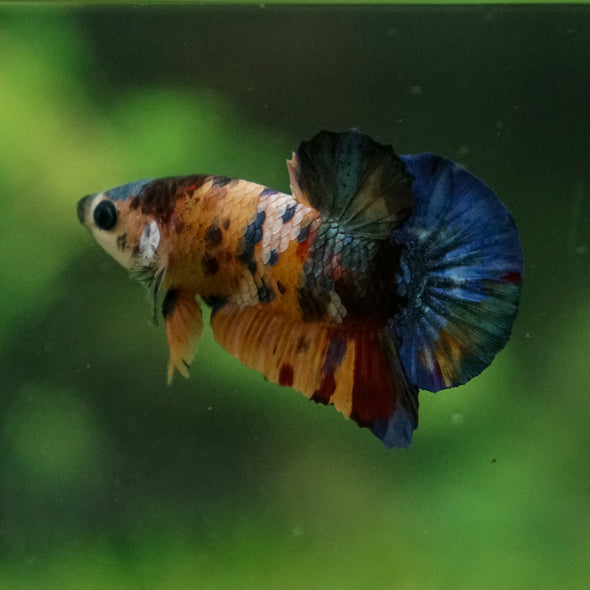 Multicolor/Galaxy Koi Plakat -13 weeks Old