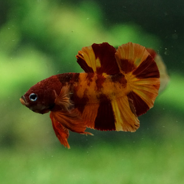 Multicolor/Galaxy Koi Plakat -13 weeks Old