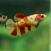 Pack of 20 Multicolored/Galaxy Koi Plakat - Female