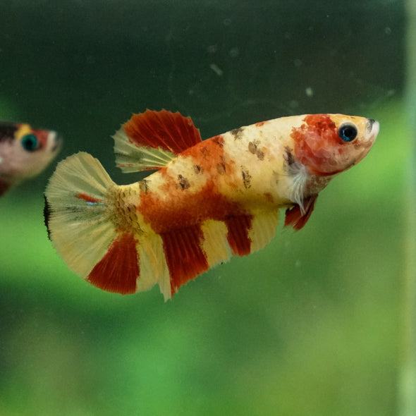 Pack of 2 Multicolored/Galaxy Koi Plakat - Female