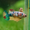 Multicolor/ Galaxy Koi Plakat- Female- 13 Weeks Old