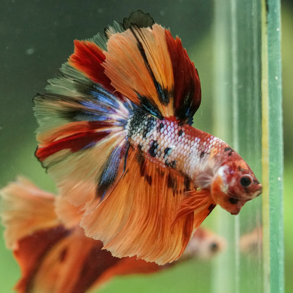 Galaxy/Candy Koi Halfmoon - 14 weeks old