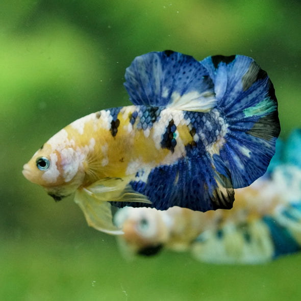 Multicolor/Galaxy Koi Plakat -14 weeks Old