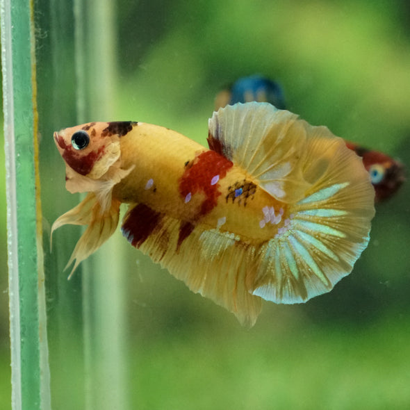 Multicolor/Galaxy Koi Plakat -13 weeks Old