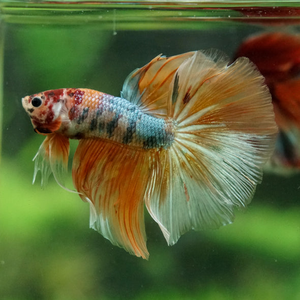 Galaxy/Candy Koi Halfmoon - 14 weeks old