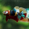 Multicolor/Galaxy Koi Plakat -16 weeks Old