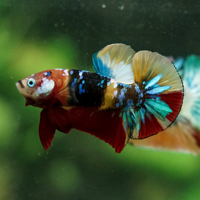 Multicolor/Galaxy Koi Plakat -16 weeks Old