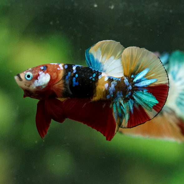 Multicolor/Galaxy Koi Plakat -16 weeks Old