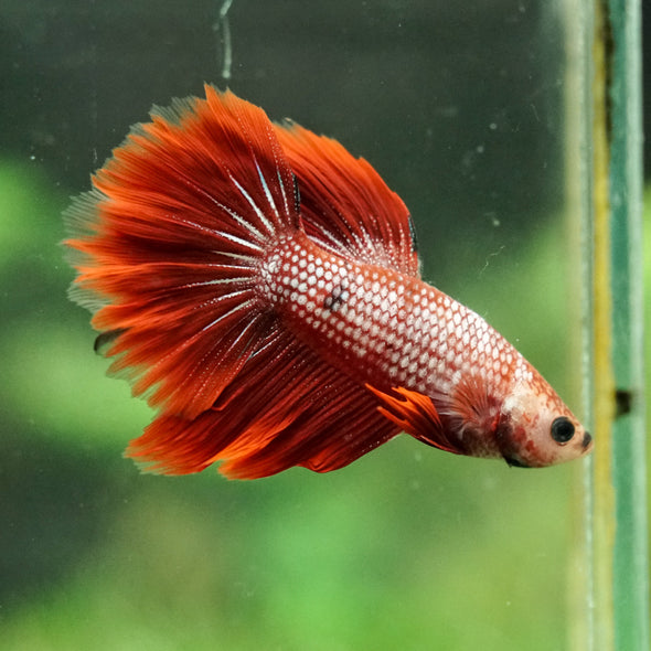 Galaxy/Candy Koi Halfmoon - 14 weeks old