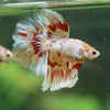 Galaxy/Candy Koi Halfmoon - 14 weeks old