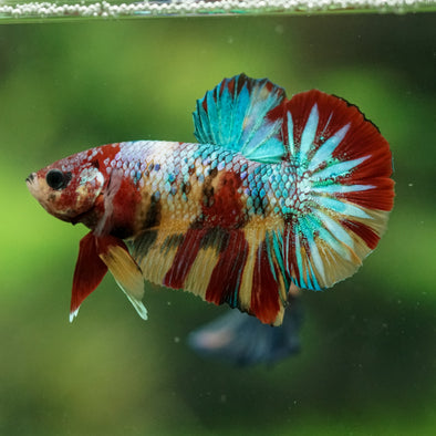 Multicolor/Galaxy Koi Plakat -16 weeks Old